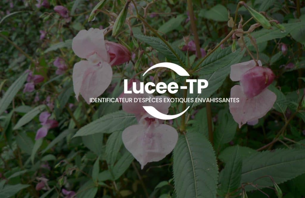 LuCEE-TP — reconnaissance IA des plantes invasives